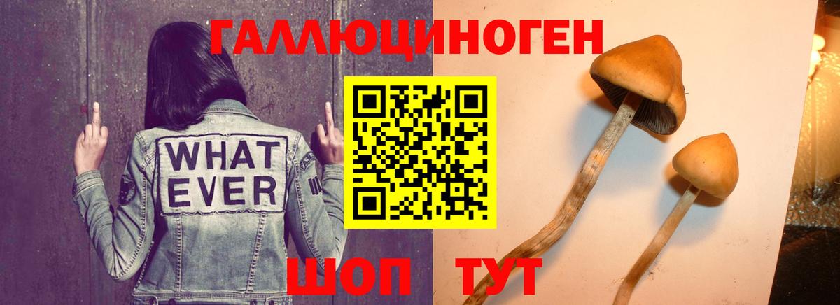 Ефремов  где найти наркотики  Вход с VPN  Галлюциногенные грибы MAGIC MUSHROOMS 